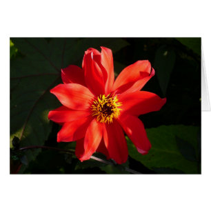Cartão Red Dahlia (Bispo de Llandaff)