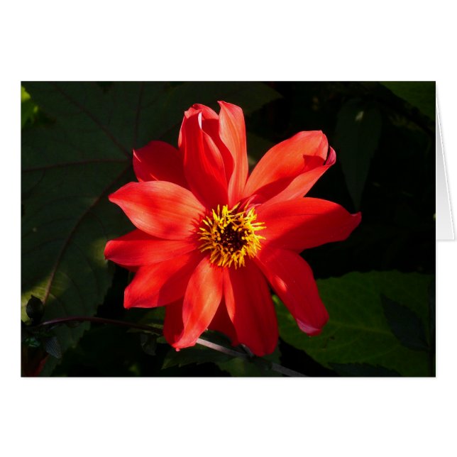 Cartão Red Dahlia (Bispo de Llandaff) (Frente Horizontal)