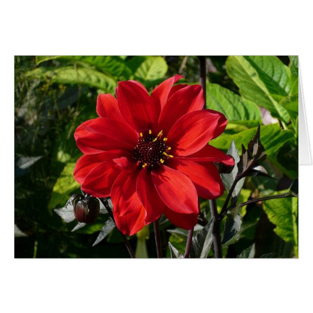 Cartão Red Dahlia (Bispo de Llandaff) II (Frente Horizontal)