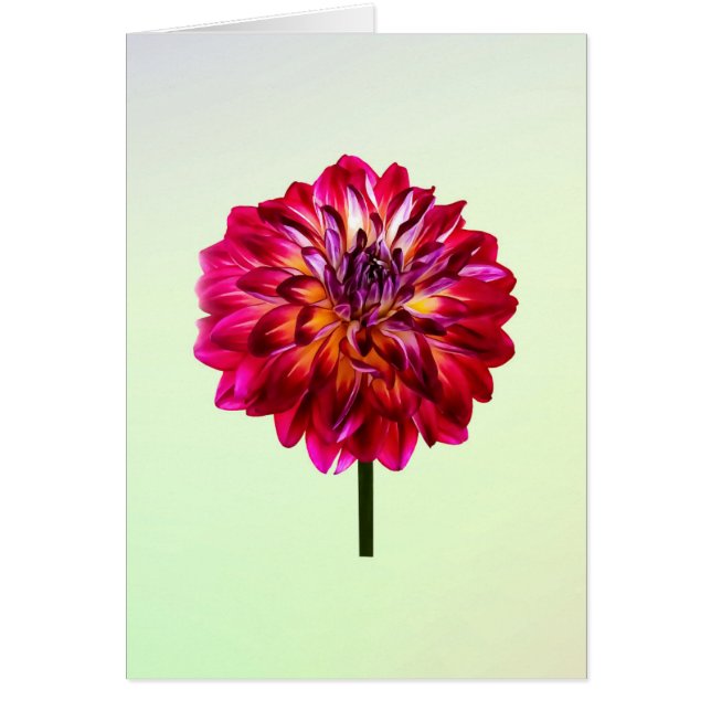 Cartão Red Dahlia Tinado com Amarelo (Frente)