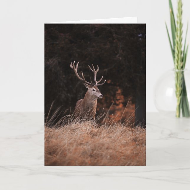 Cartão Red Deer Stag (Frente)