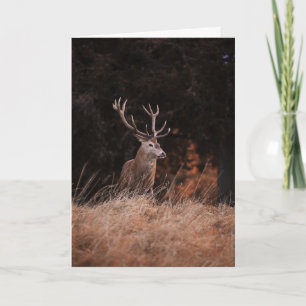 Cartão Red Deer Stag