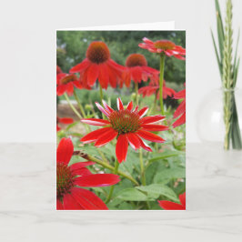 Cartão Red Echinacea Notecards (Blank Inside)