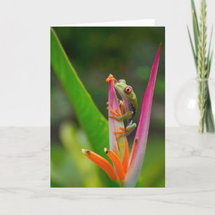 Cartão Red-eye tree frog, Costa Rica