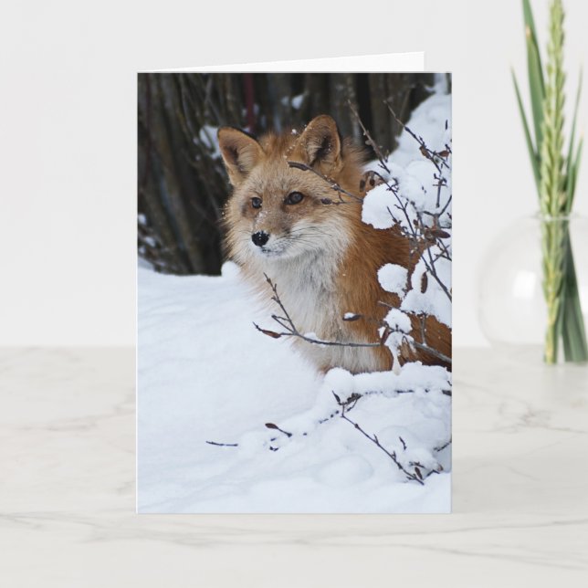 Cartão Red Fox in the Snow (Frente)