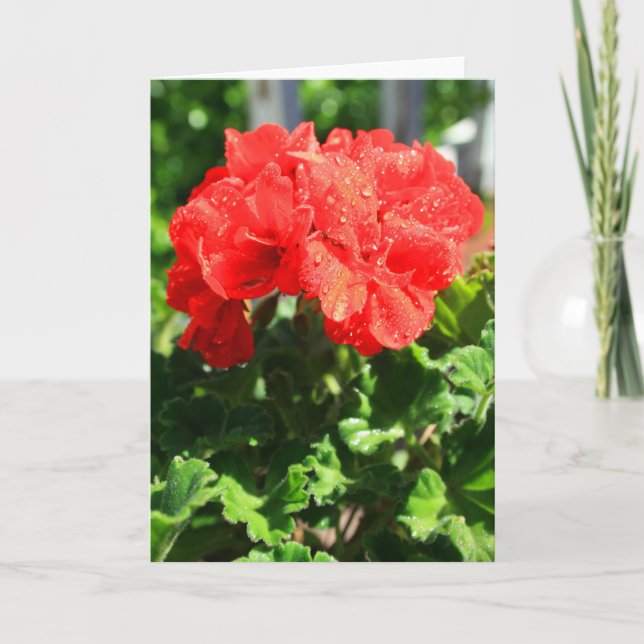 Cartão Red Geranium Flower Greeting Card,Note Card (Frente)