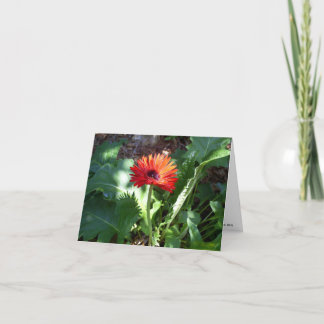 Cartão Red Gerbera Daisy notecard