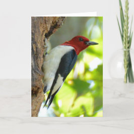 Cartão Red-headed Woodpecker