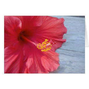 Cartão Red Hibiscus Bloom