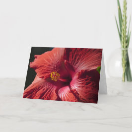 Cartão Red Hibiscus Card