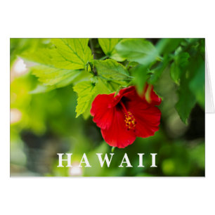 Cartão Red Hibiscus Hawaii Flor Tropical