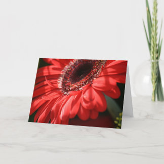 Cartão Red Hot Gerbera