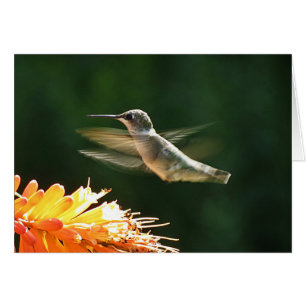 Cartão Red Hot Hummingbird