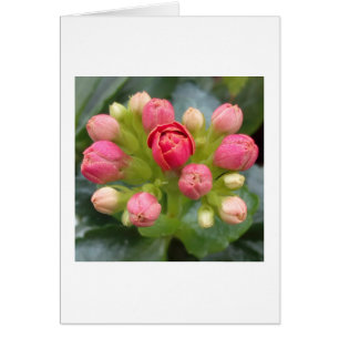 Cartão Red Kalanchoe Buds