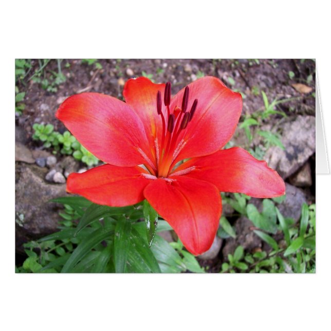 Cartão Red Lilie 1 (Frente Horizontal)