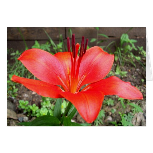 Cartão Red Lilie 2 (Frente Horizontal)
