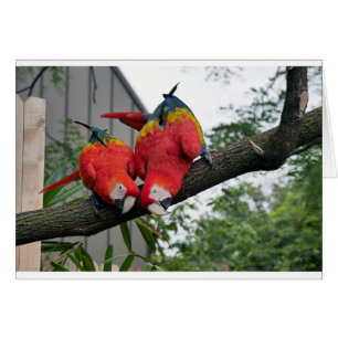 Cartão Red Macaws 1.JPG