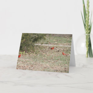 Cartão Red Male Cardinals On Ground