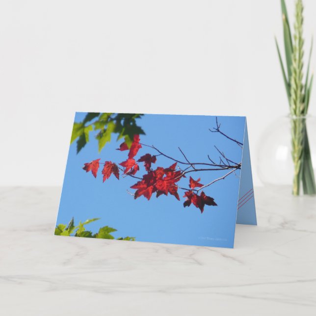 Cartão Red Maple Leaves (Frente)