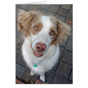 Cartão Red Merle - Pastor australiano