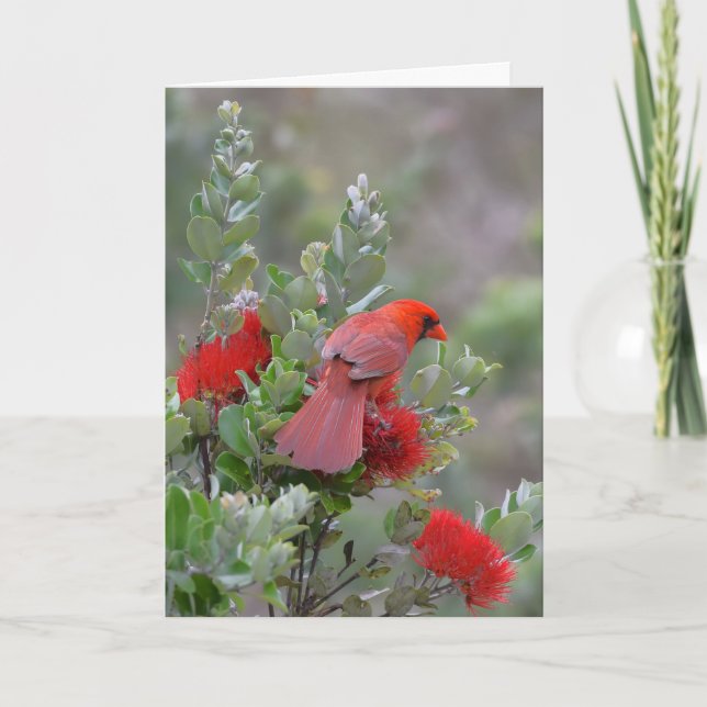 Cartão Red Northern Cardinal in a Lehua Tree (Frente)