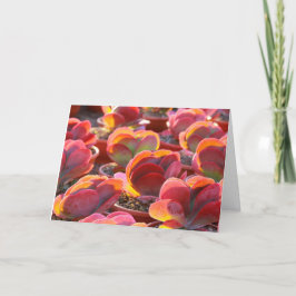 Cartão Red Paddle Plant Succulent Greeting Card