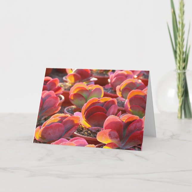 Cartão Red Paddle Plant Succulent Greeting Card (Frente)