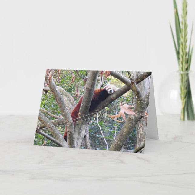 Cartão Red Panda (Frente)