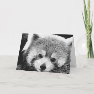 Cartão Red Panda #1-Greeting card