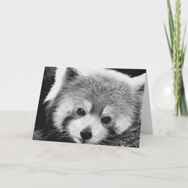 Cartão Red Panda #1-Greeting card (Frente)