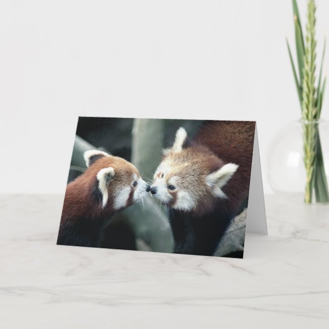Cartão Red Panda #2-Greeting card (Frente)