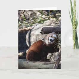 Cartão Red Panda e Bamboo