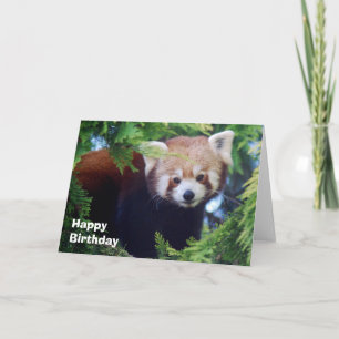 Cartão Red Panda Greeting Card