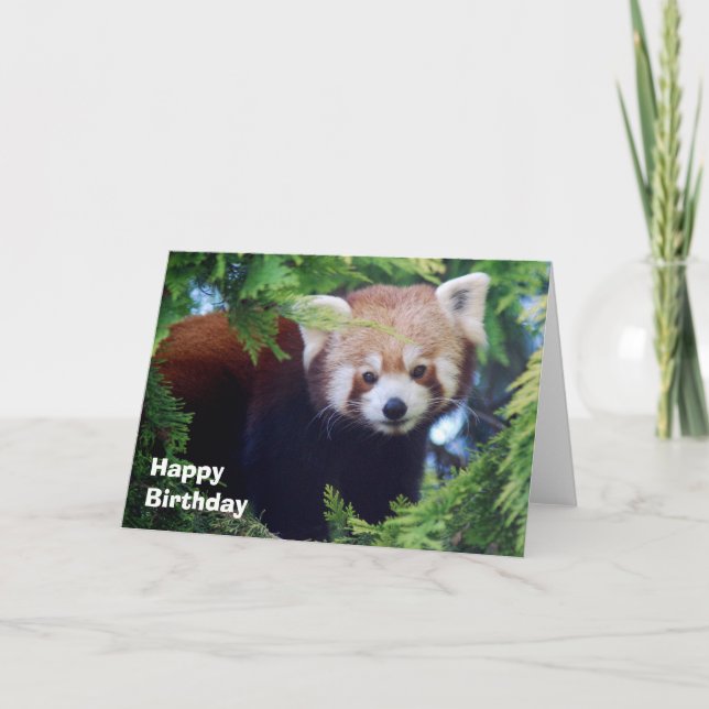 Cartão Red Panda Greeting Card (Frente)