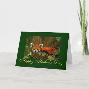 Cartão Red Panda Nature Mothers Day Greeting Card
