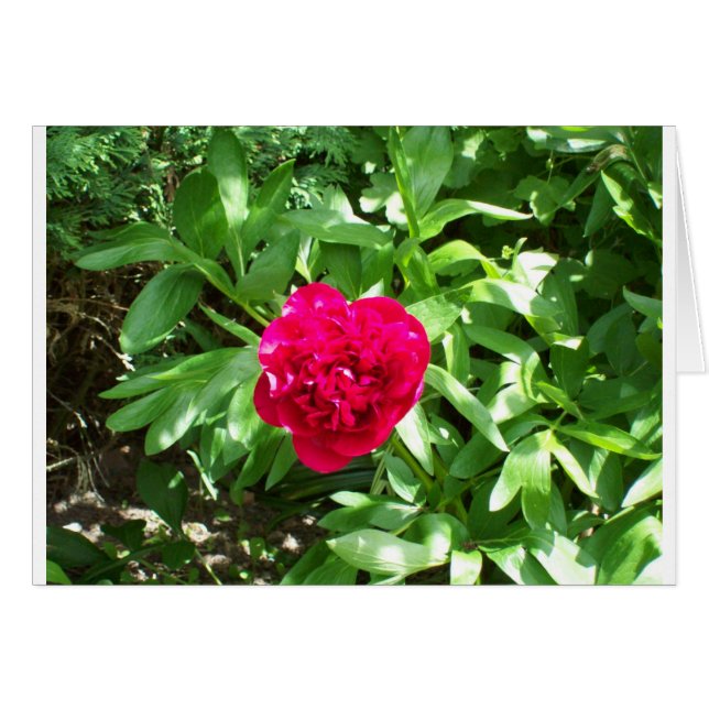 Cartão Red Peony (Frente Horizontal)