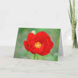 Cartão Red Peony Flower