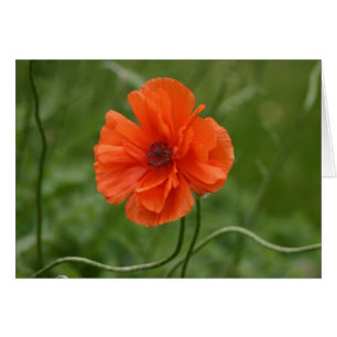 Cartão Red Poppy