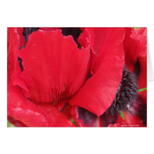 Cartão Red Poppy