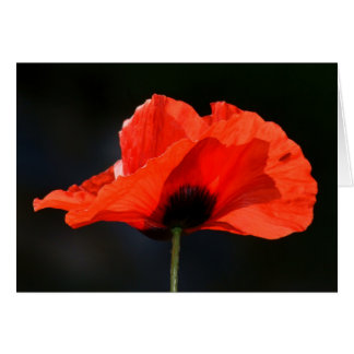 Cartão Red Poppy
