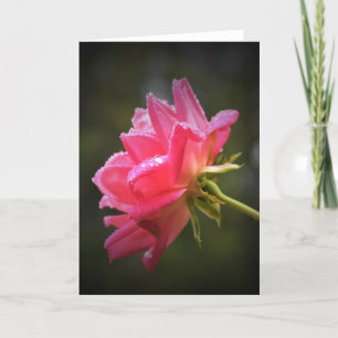 Cartão Red Rose & Raindrops, card