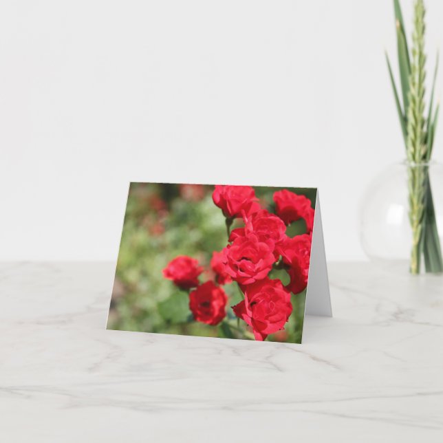 Cartão Red Roses Fade Into Focus Notecard (Frente)