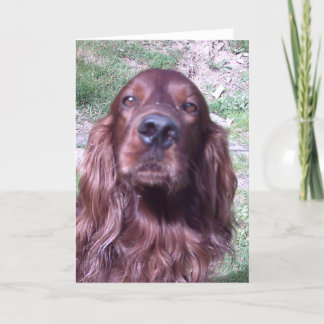 Cartão Red setter
