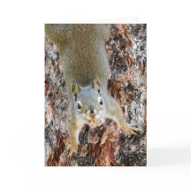 Red Squirrel Notecard