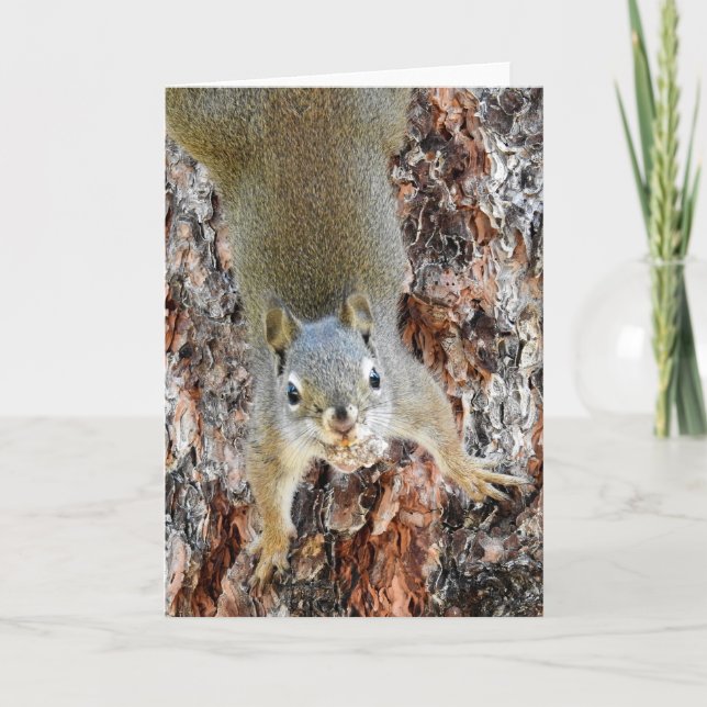 Cartão Red Squirrel Notecard (Frente)