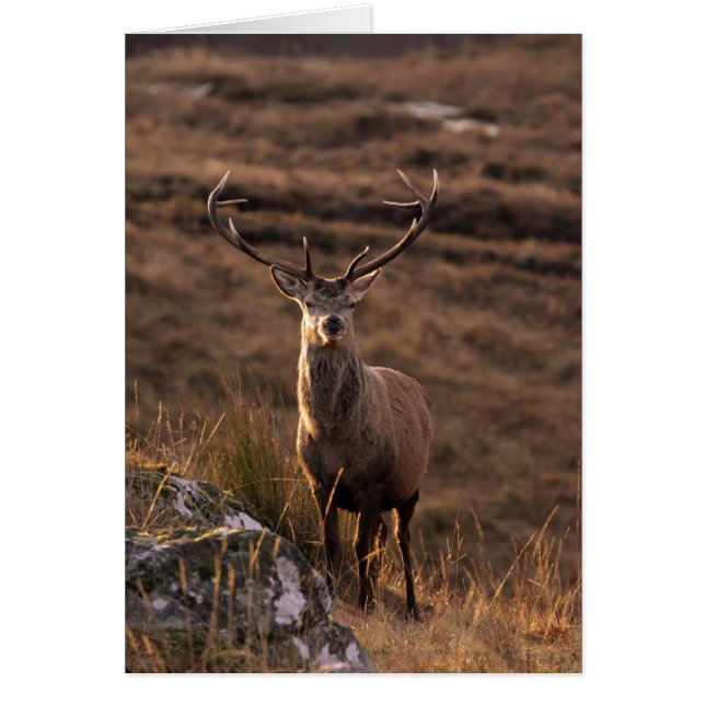 Cartão Red Stags (Frente)