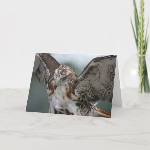 Cartão "Red Tail Hawk" Bird Photo Greeting Card