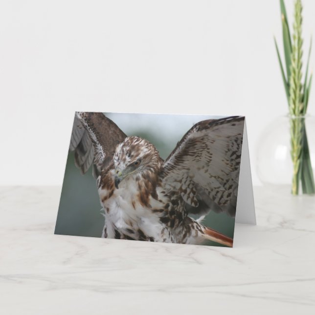 Cartão "Red Tail Hawk" Bird Photo Greeting Card (Frente)