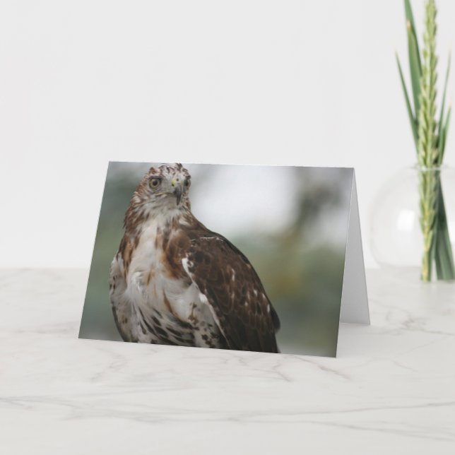 Cartão "Red Tail Hawk" Bird Photo Greeting Card (Frente)