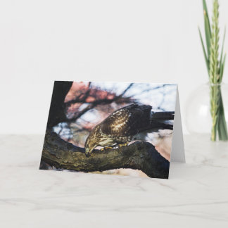 Cartão Red Tail Hawk Greeting Card